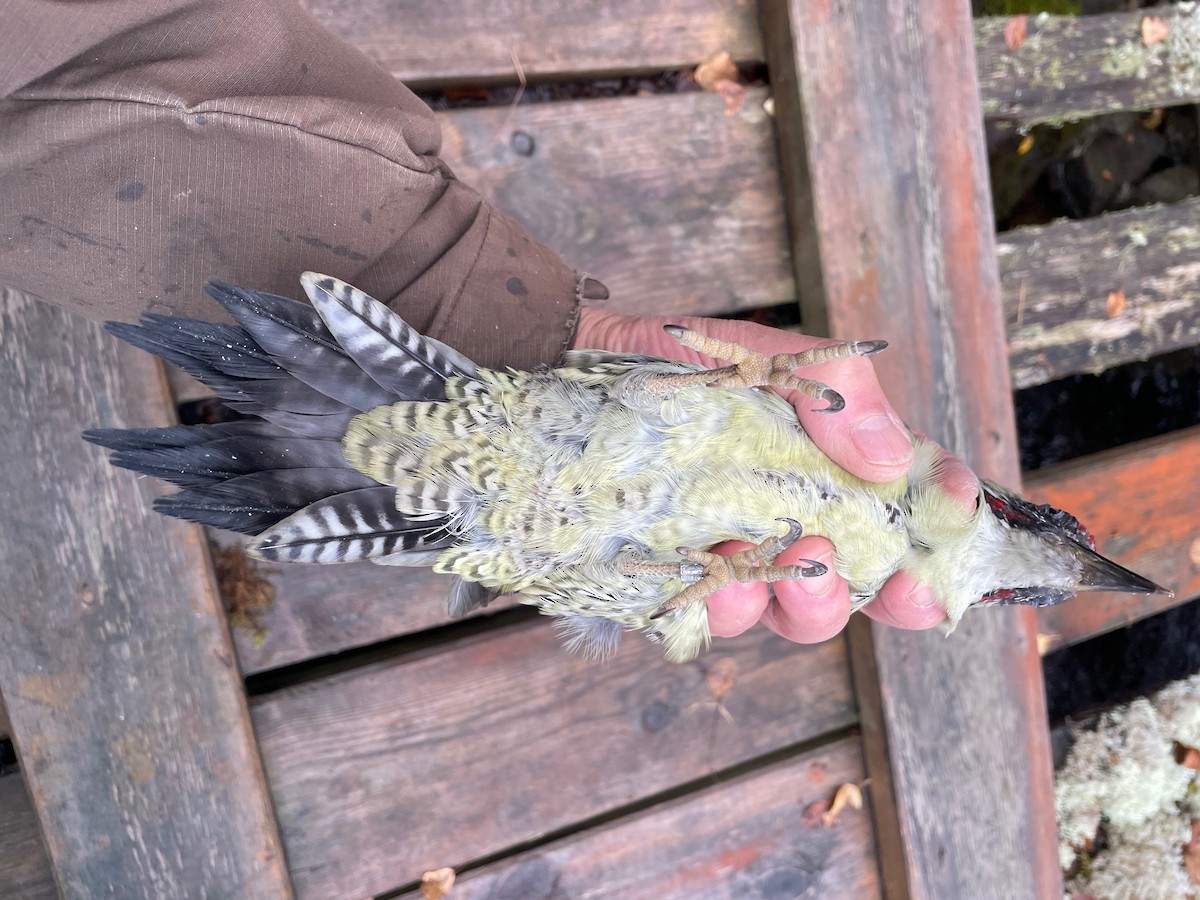 Eurasian Green Woodpecker (Eurasian) - ML642157434