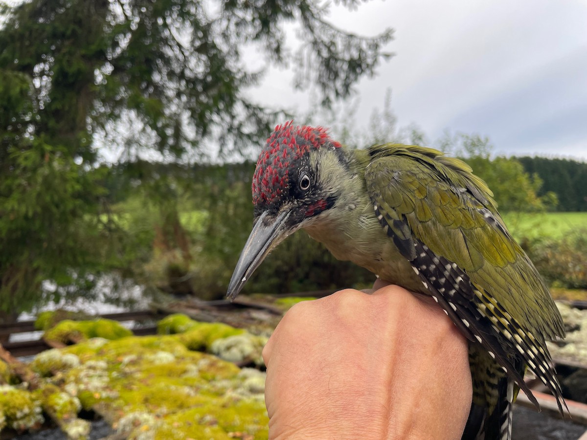 Eurasian Green Woodpecker (Eurasian) - ML642157435