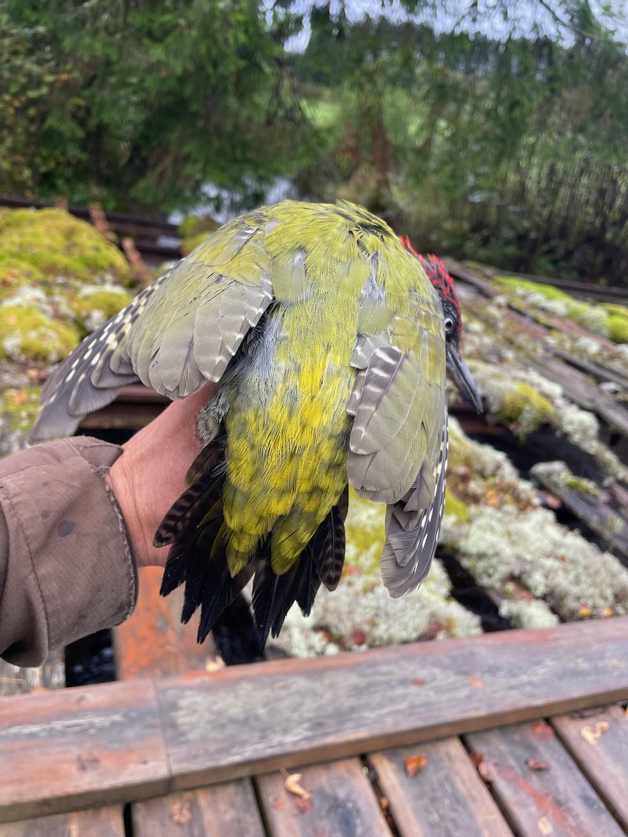 Eurasian Green Woodpecker (Eurasian) - ML642157436