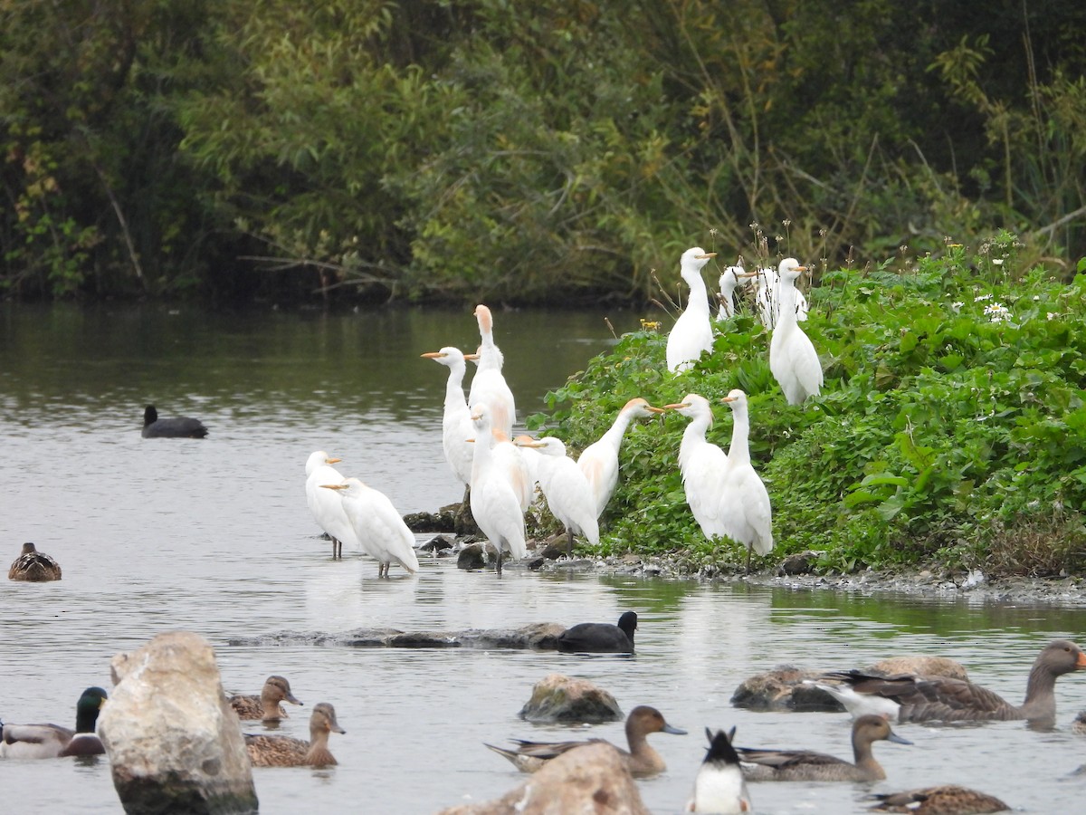 Western Cattle-Egret - ML642157497