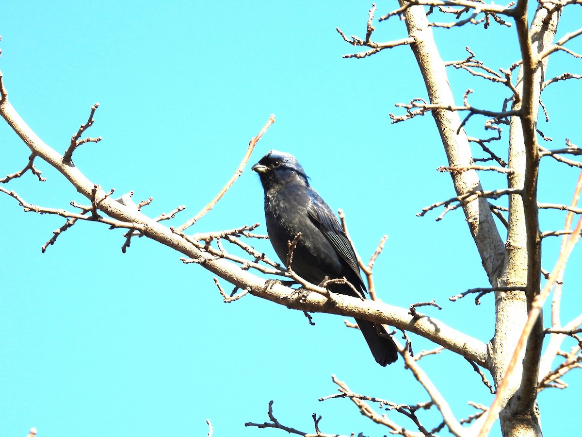 Diademed Tanager - ML642157498