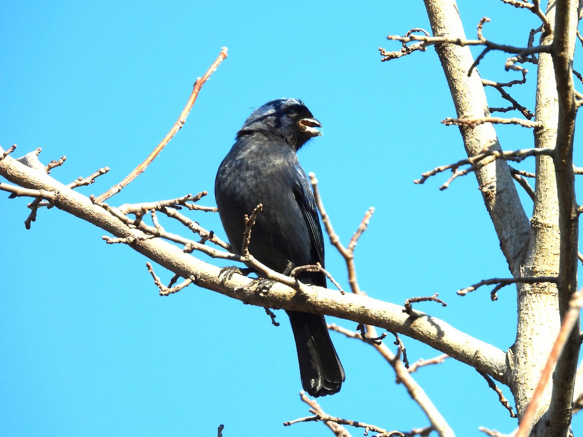 Diademed Tanager - ML642157500