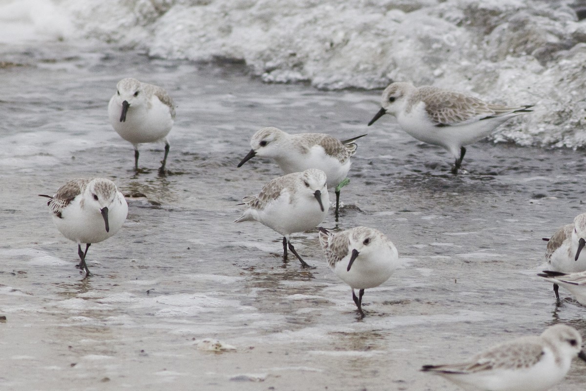 Sanderling - ML64215751