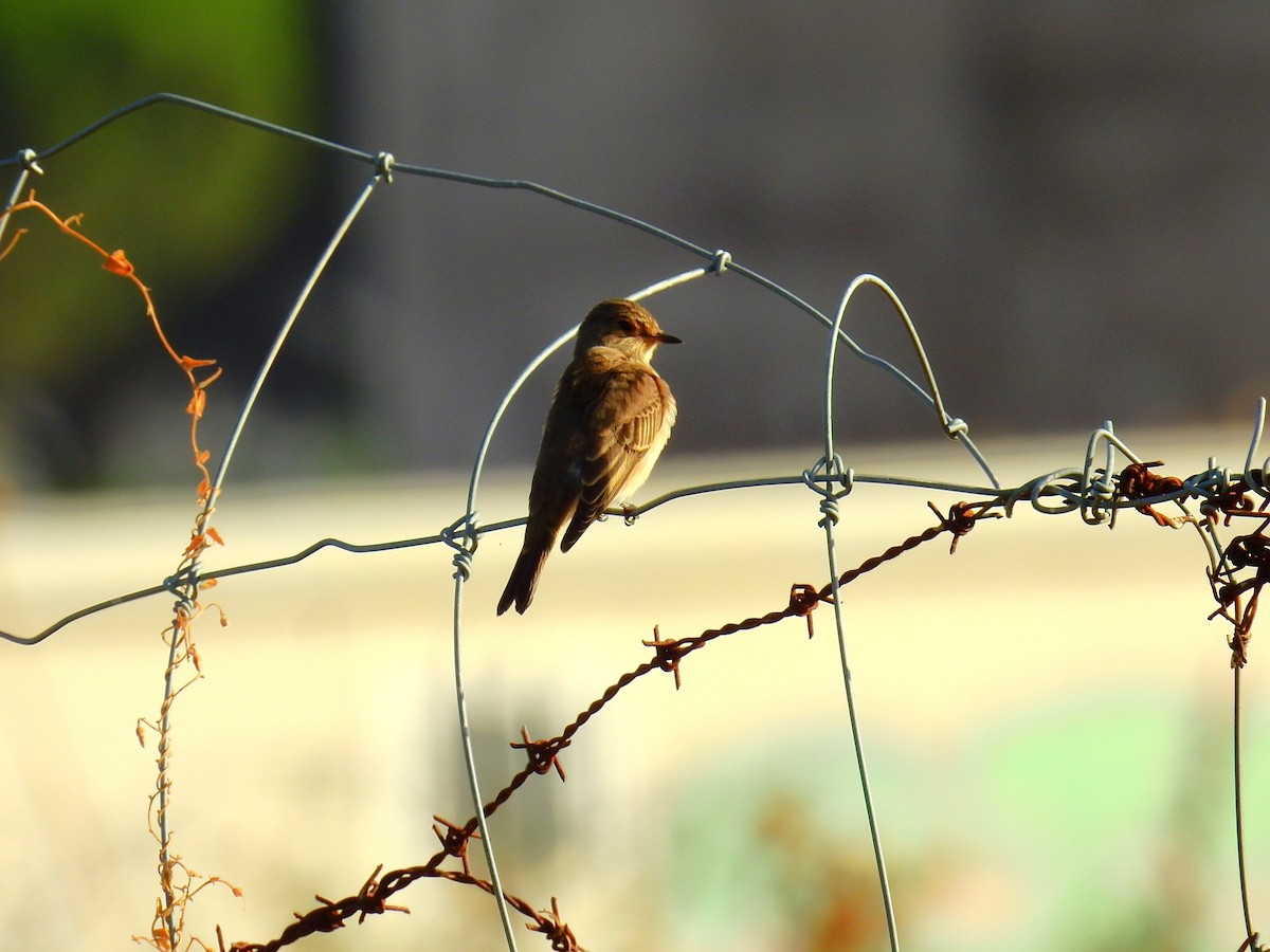 Spotted Flycatcher - ML642157526