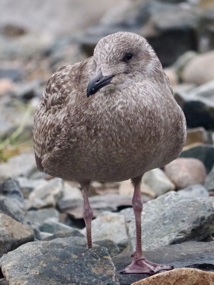 American Herring Gull - ML642157535