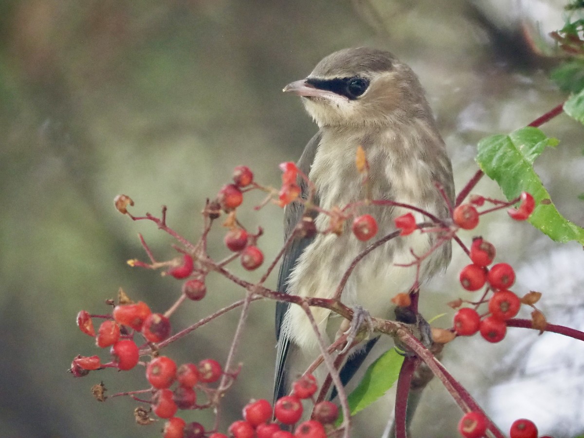 Cedar Waxwing - ML642157550