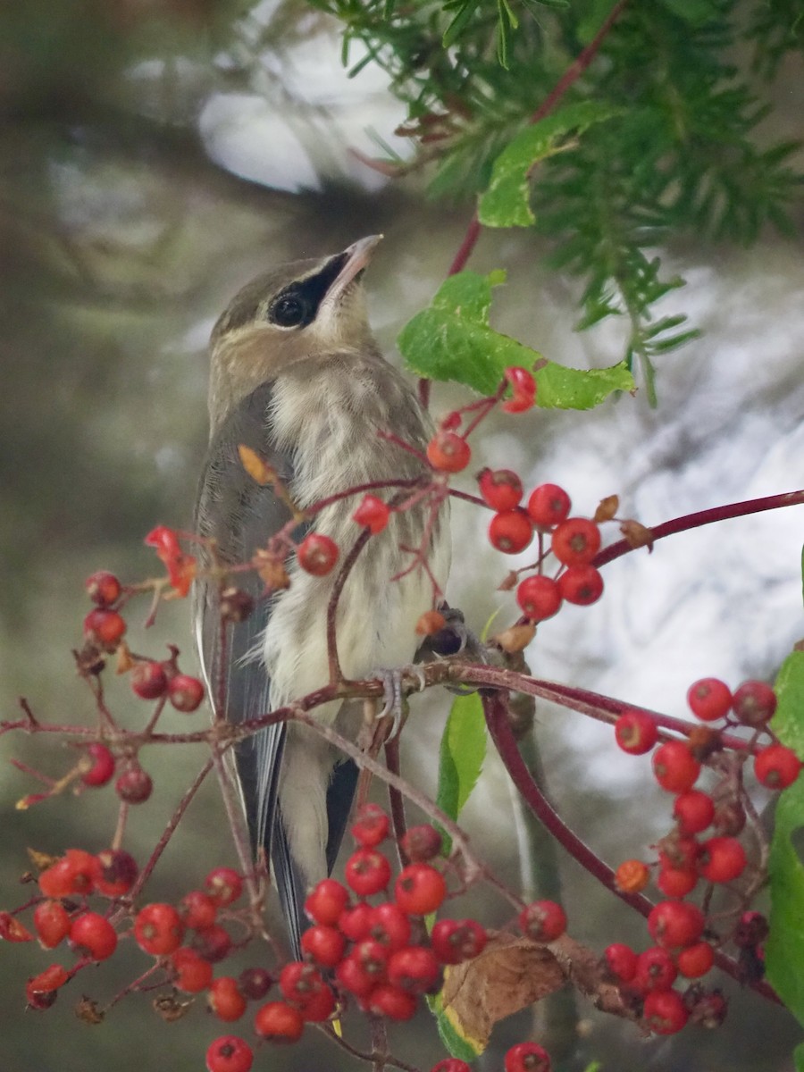 Cedar Waxwing - ML642157551
