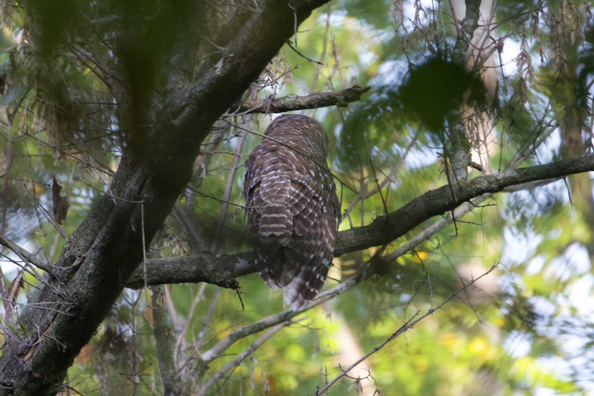 Barred Owl - ML642157558