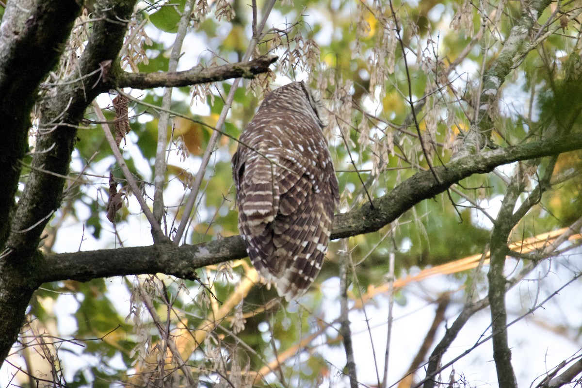 Barred Owl - ML642157559
