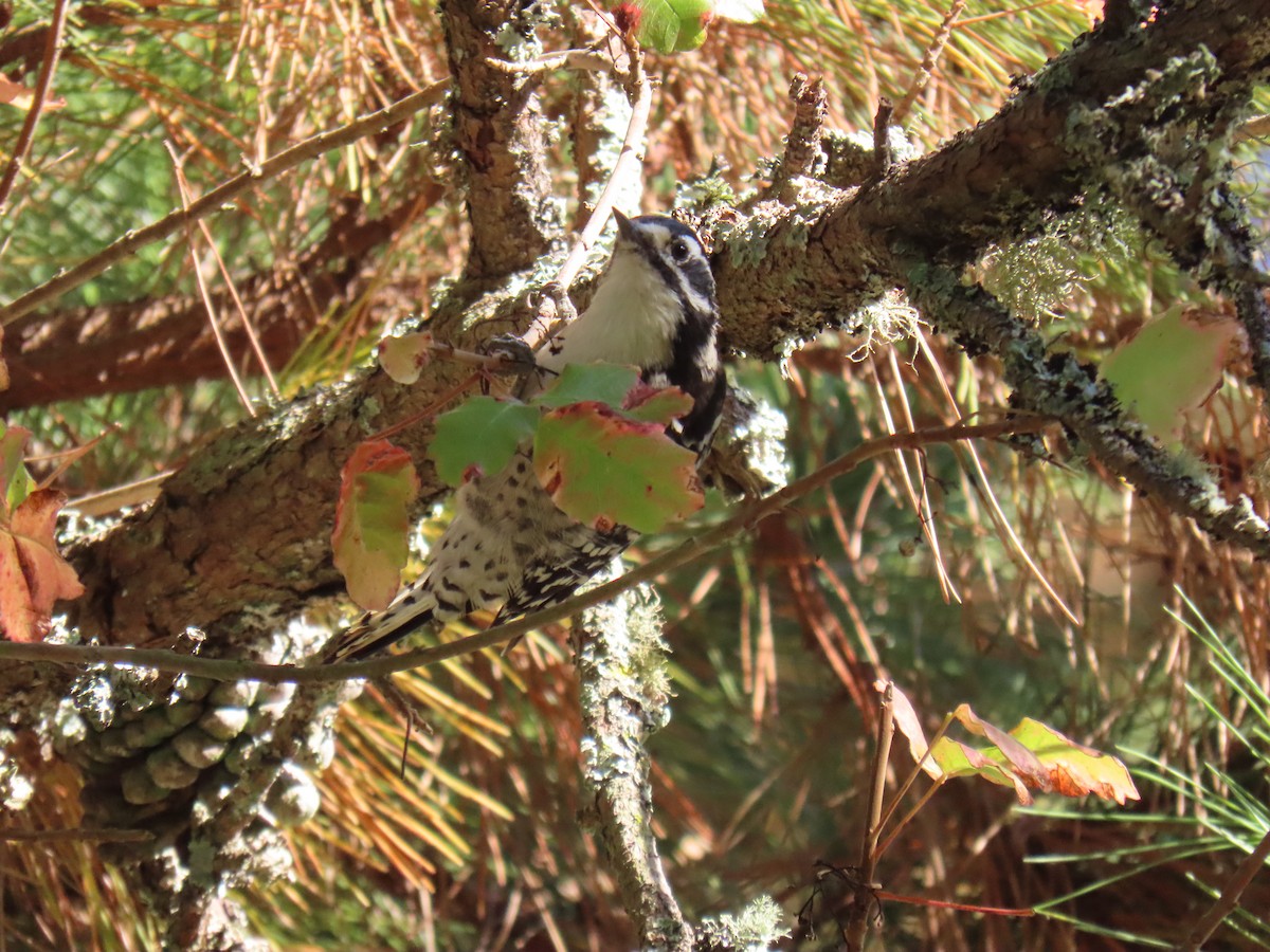 Nuttall's Woodpecker - ML642157560