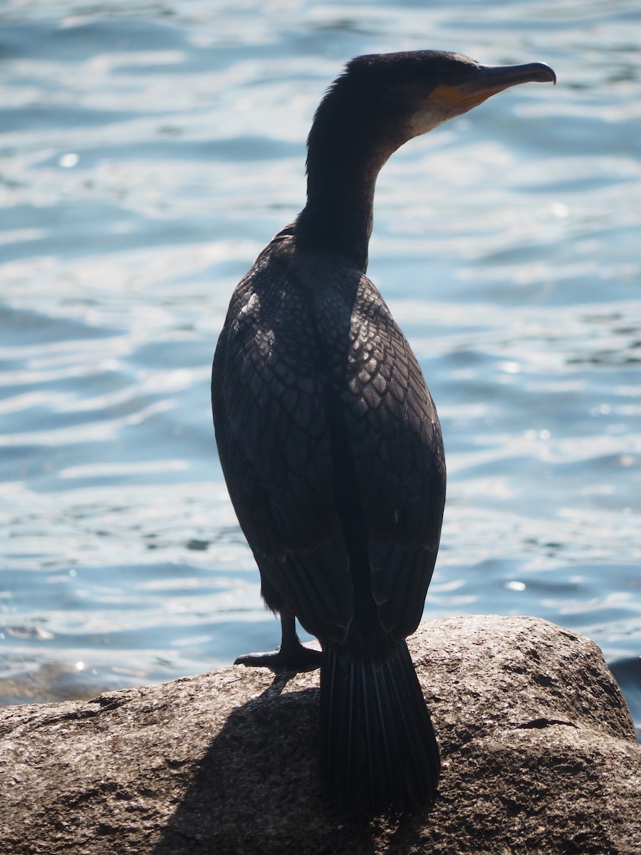 Double-crested Cormorant - ML642157566