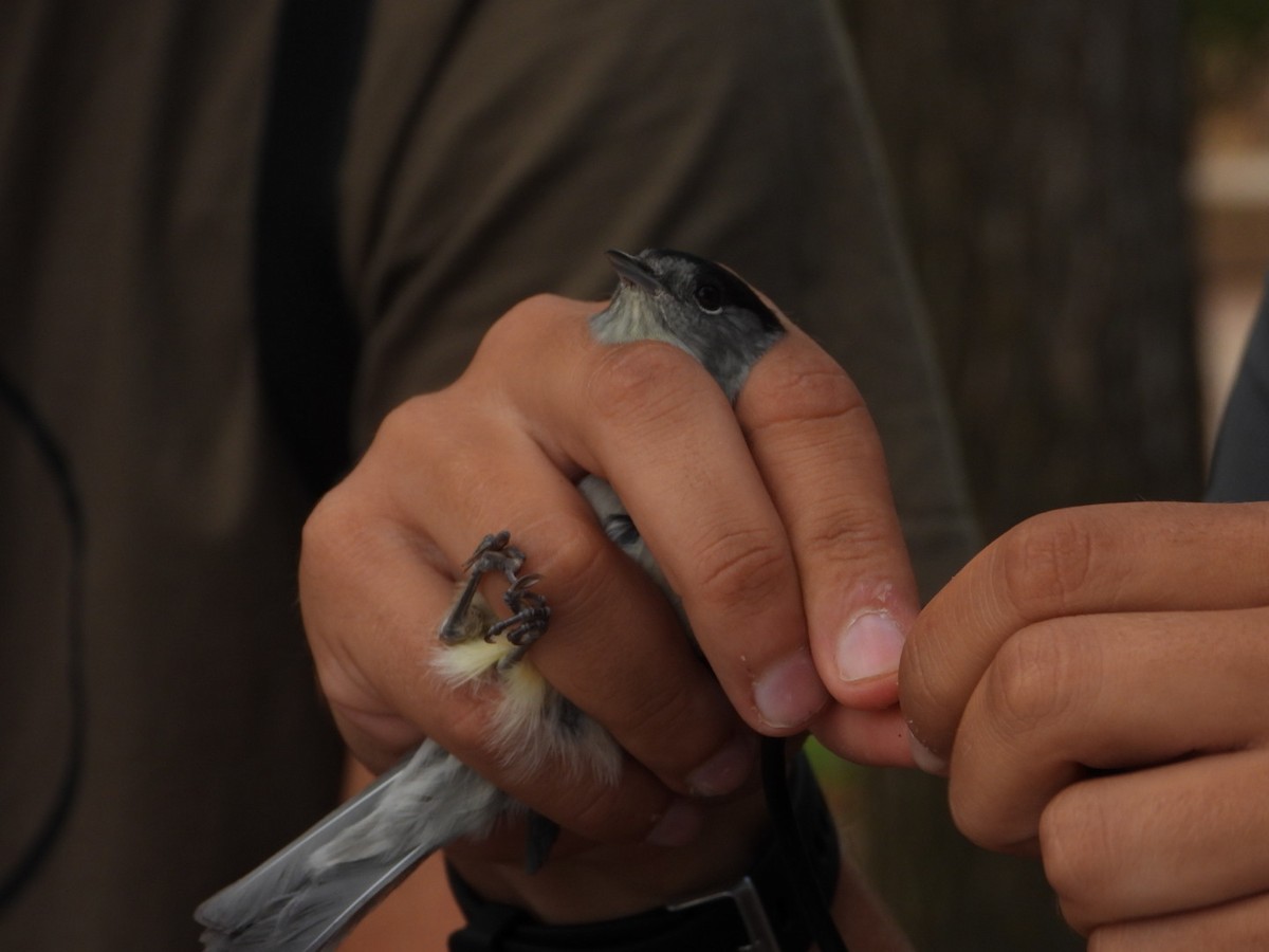 Eurasian Blackcap - ML642157577