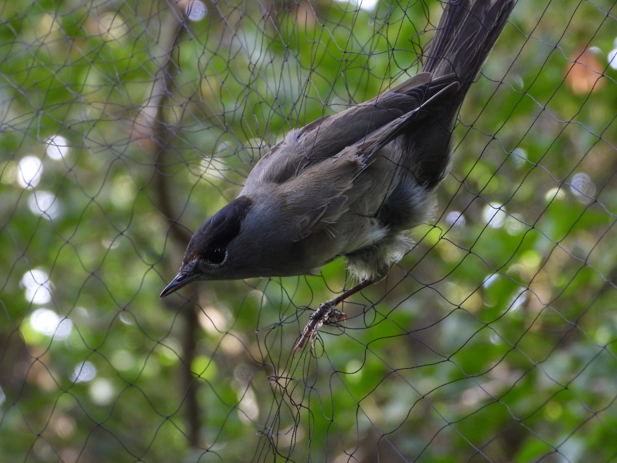 Eurasian Blackcap - ML642157578
