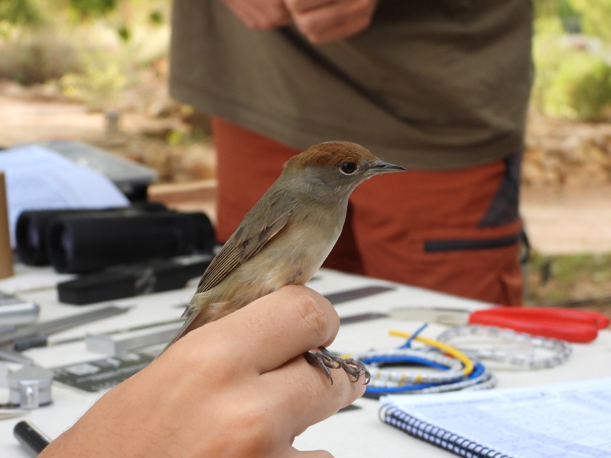 Eurasian Blackcap - ML642157581