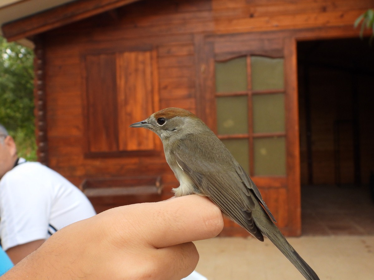 Eurasian Blackcap - ML642157582