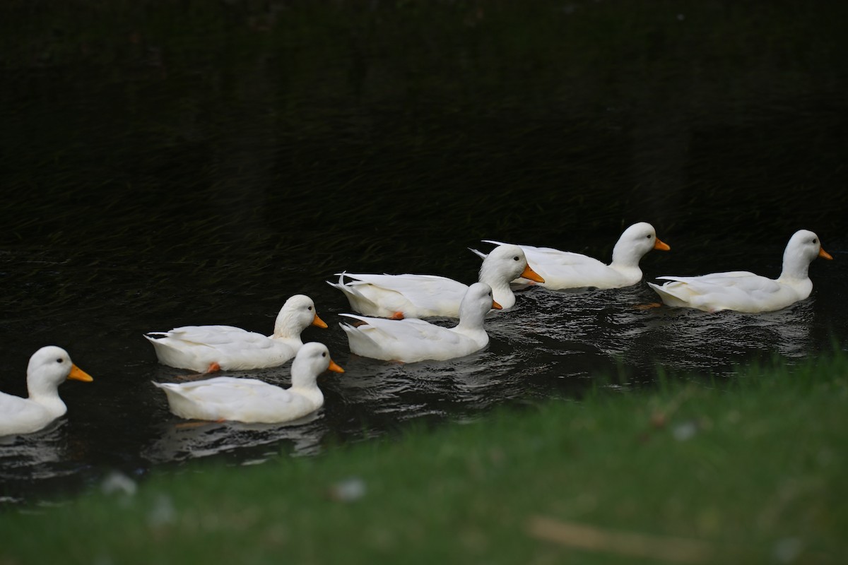 Тэжээмэл нугас - ML642157587