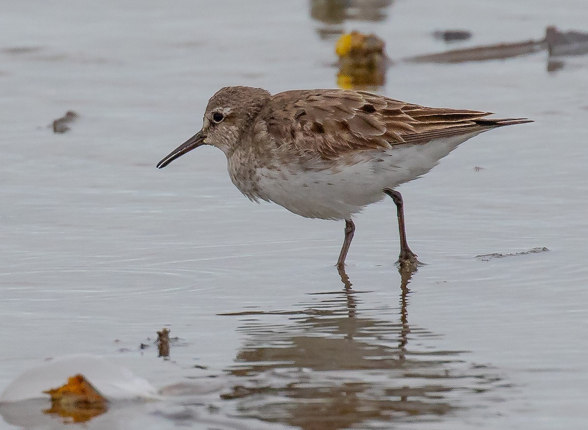 White-rumped Sandpiper - ML642157592