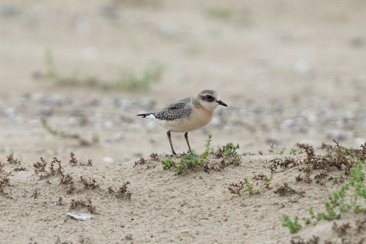 Siberian Sand-Plover - ML642157634