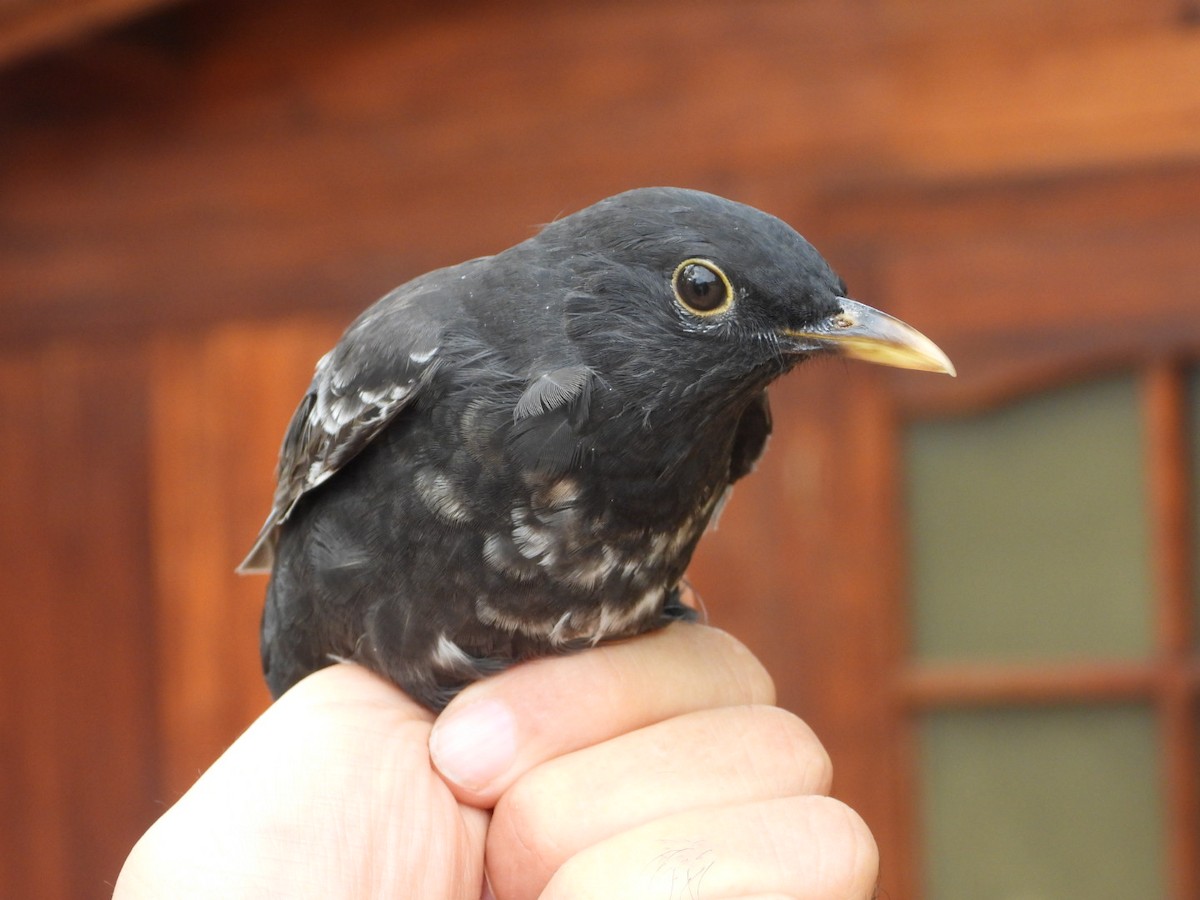 Eurasian Blackbird - ML642157645