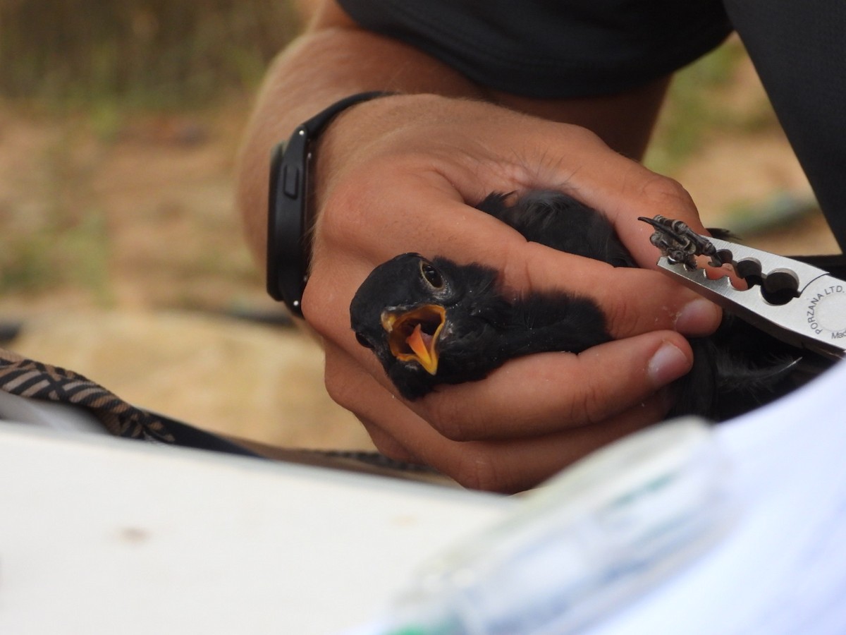 Eurasian Blackbird - ML642157647