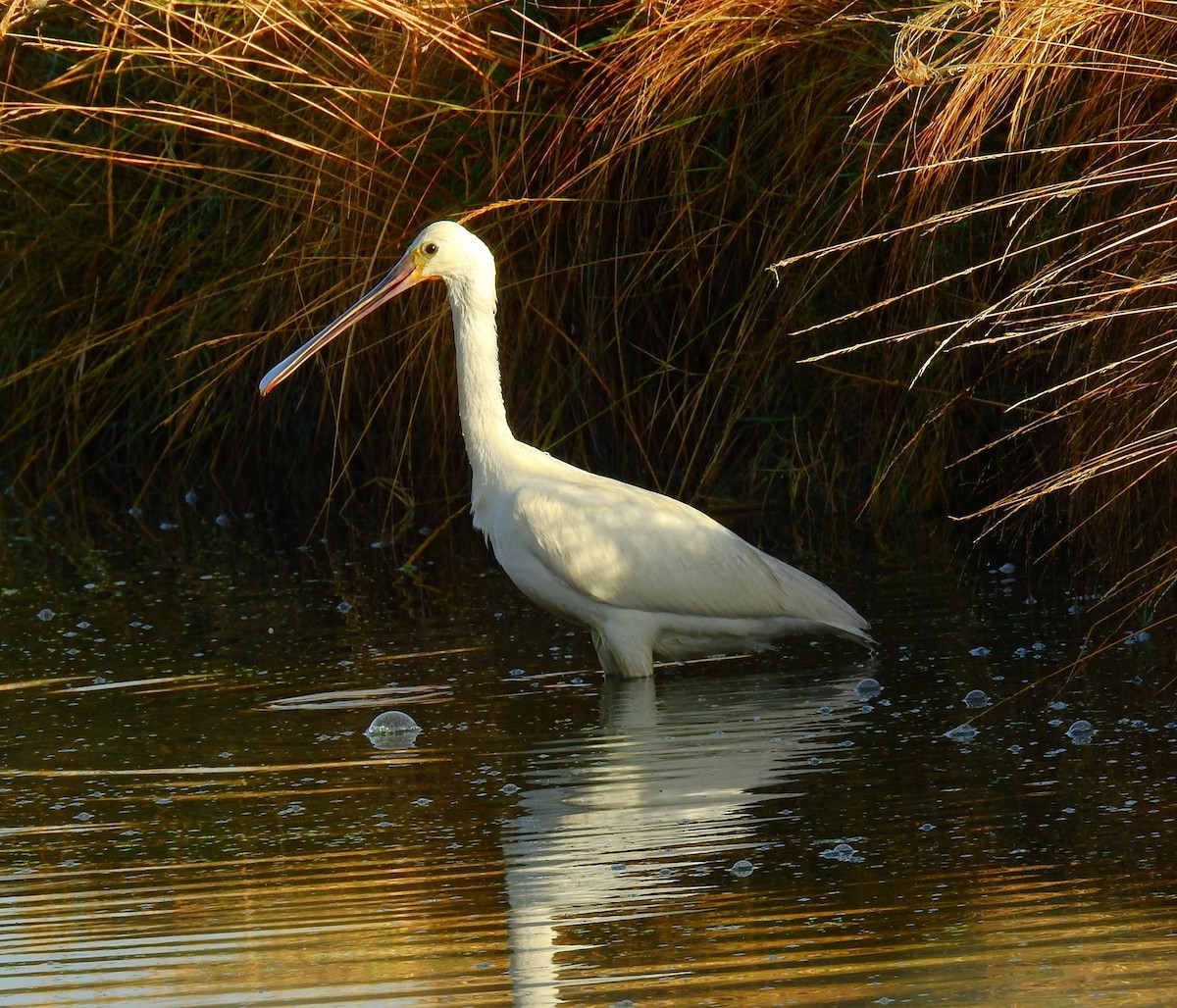 Eurasian Spoonbill - ML642157648