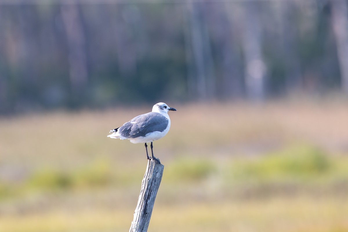 Laughing Gull - ML642157662