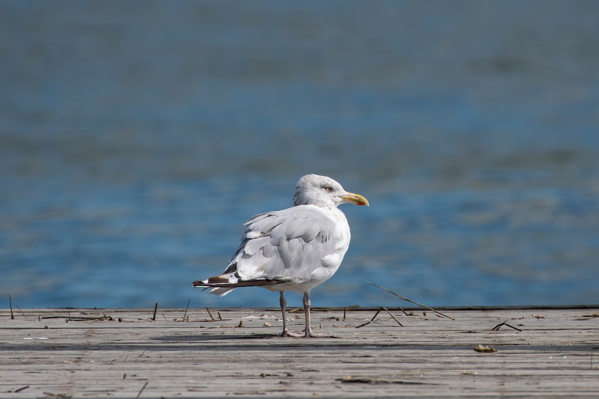American Herring Gull - ML642157667