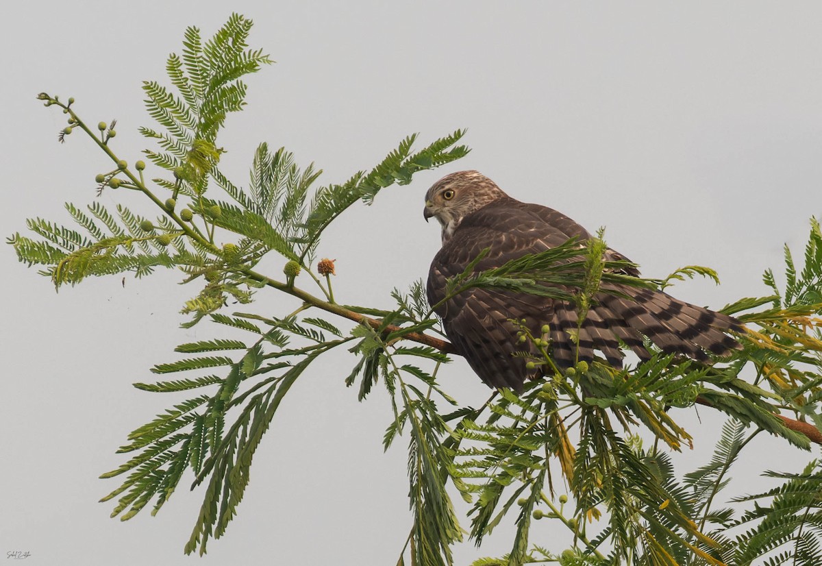 Shikra - ML642157699