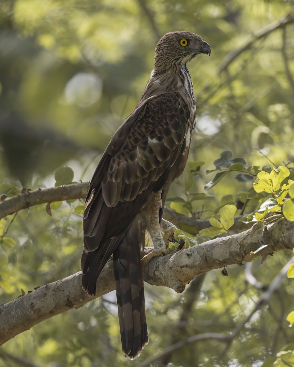 Changeable Hawk-Eagle - ML642157700