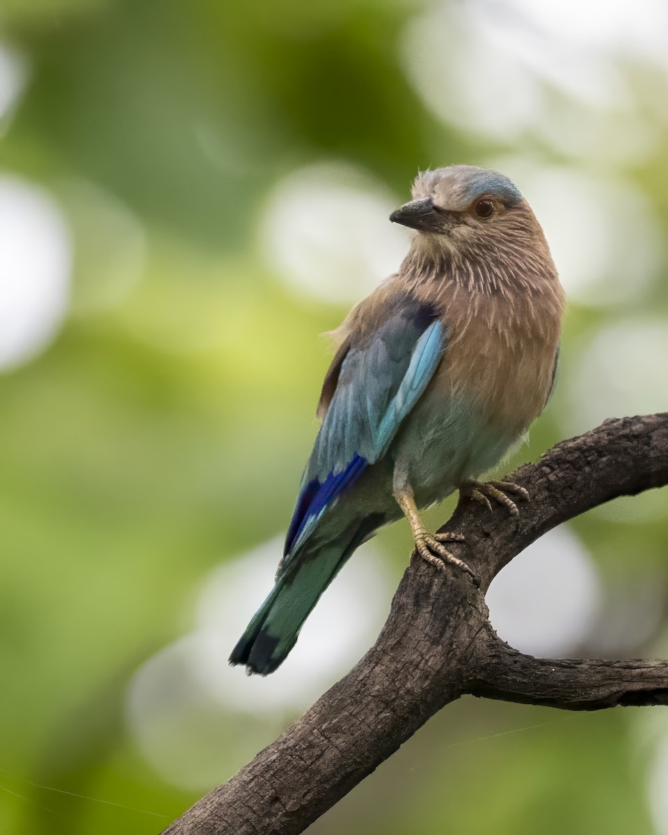 Indian Roller - ML642157705