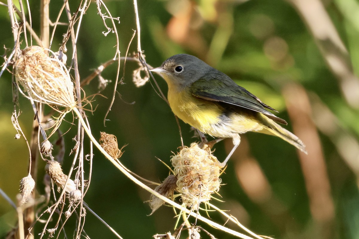 Nashville Warbler - ML642157713