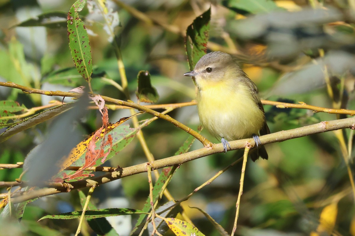 Philadelphia Vireo - ML642157731