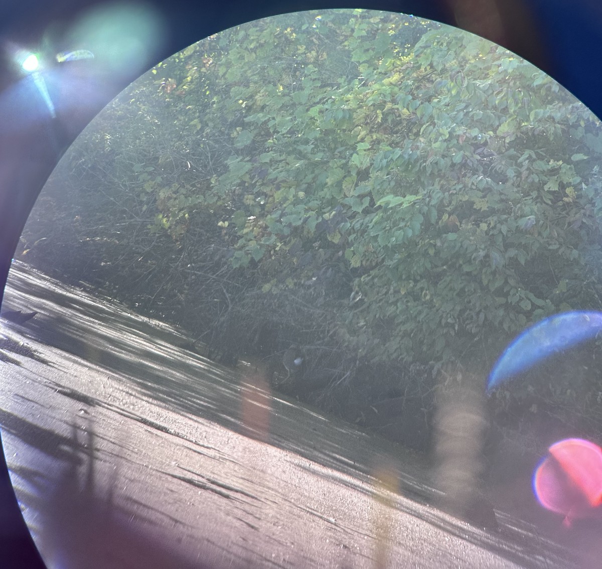 Purple Gallinule - ML642157735