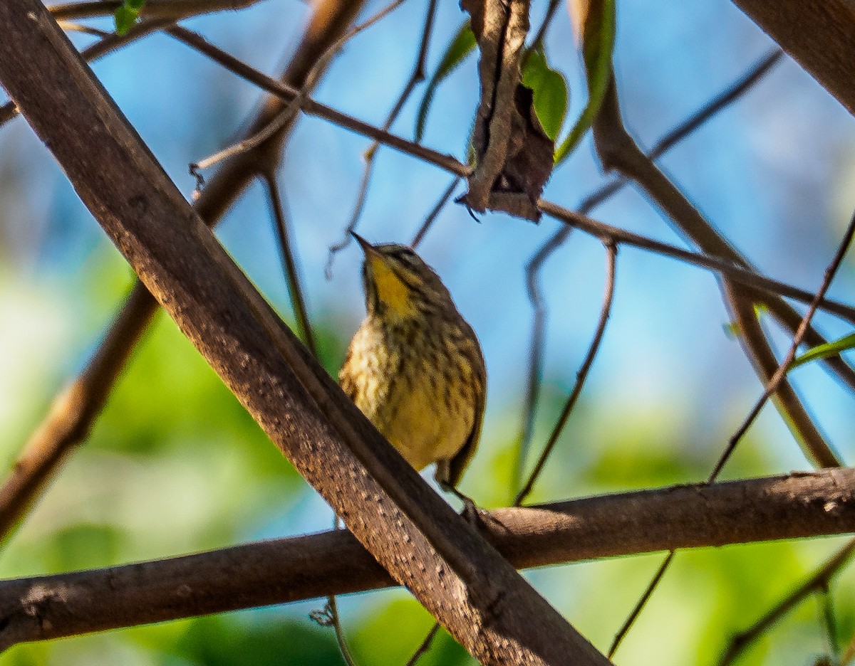 Palm Warbler - ML642157737