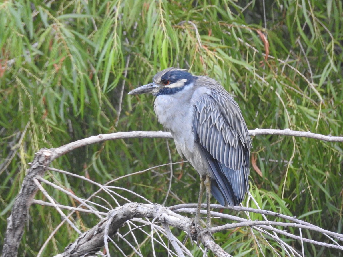 Yellow-crowned Night Heron - ML642157756
