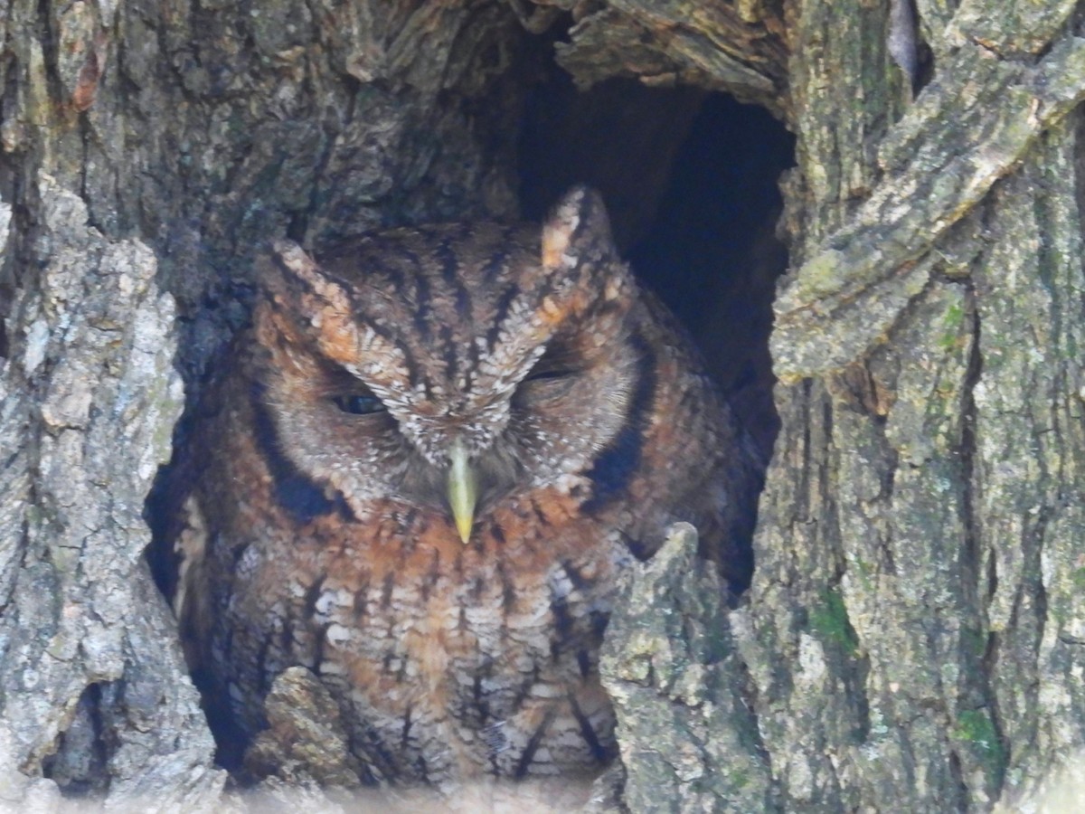 Tropical Screech-Owl - ML642157794
