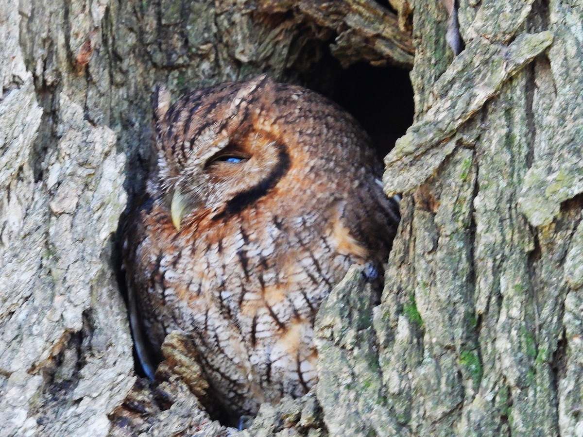Tropical Screech-Owl - ML642157800