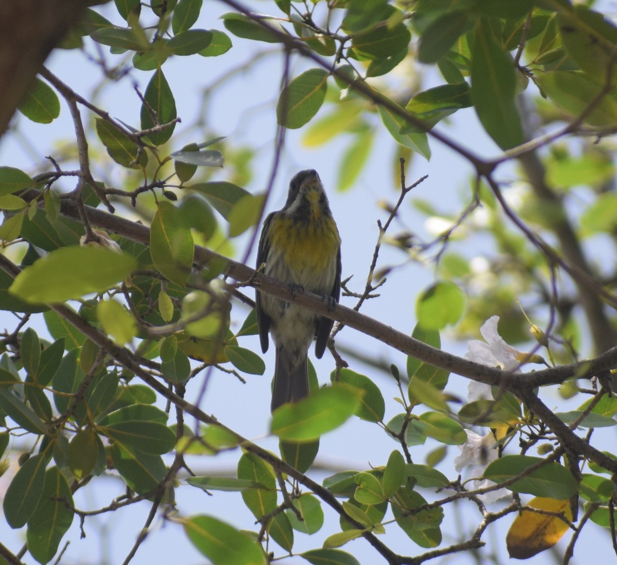 Puerto Rican Spindalis - ML642157806