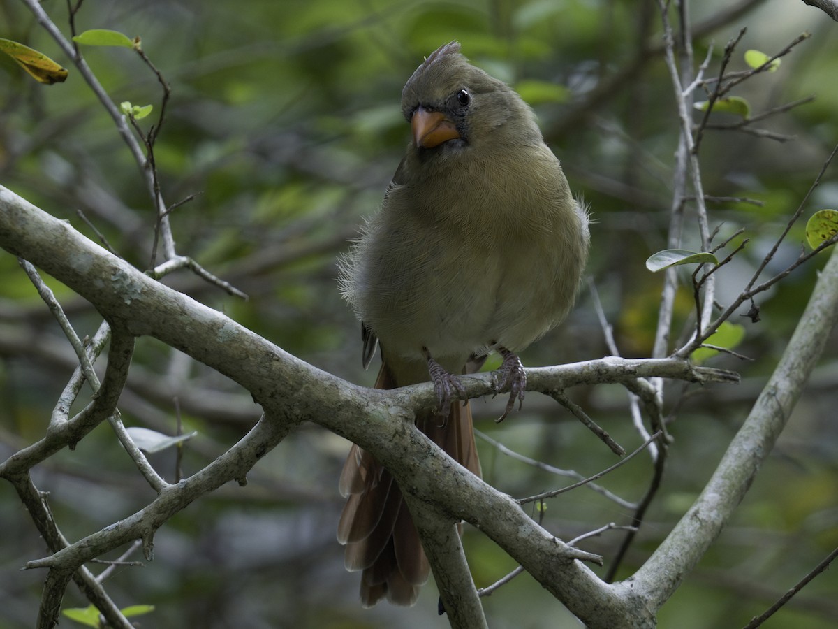 ショウジョウコウカンチョウ - ML642157817