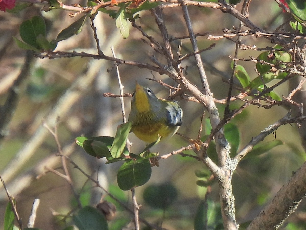 Northern Parula - ML642157844