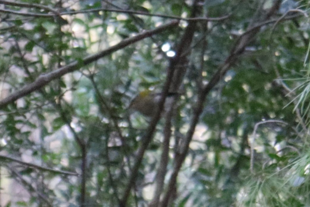 Common Firecrest - ML642157845