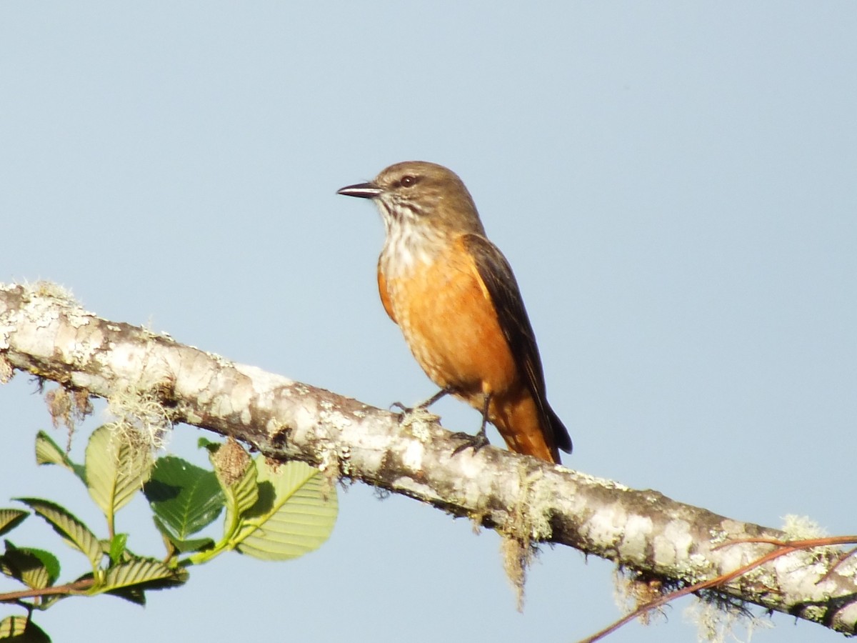 Streak-throated Bush-Tyrant - ML642157851