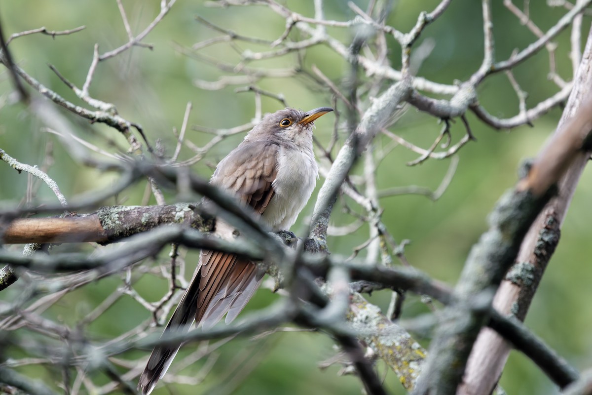 קוקיה צהובת-מקור - ML642157857