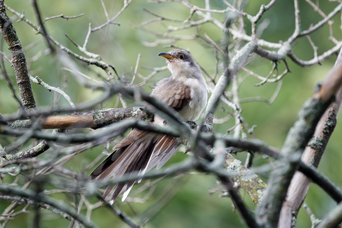 קוקיה צהובת-מקור - ML642157865