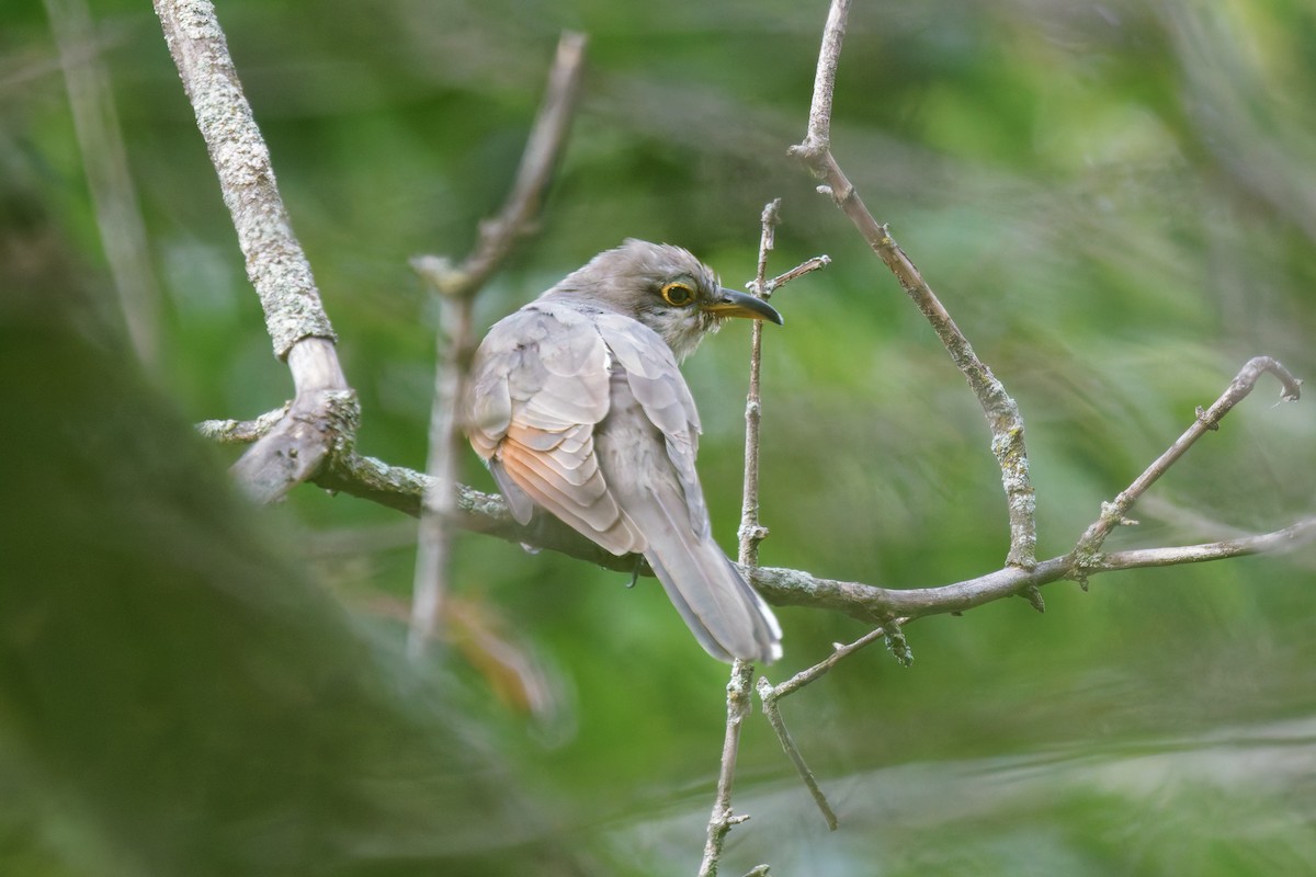 קוקיה צהובת-מקור - ML642157877