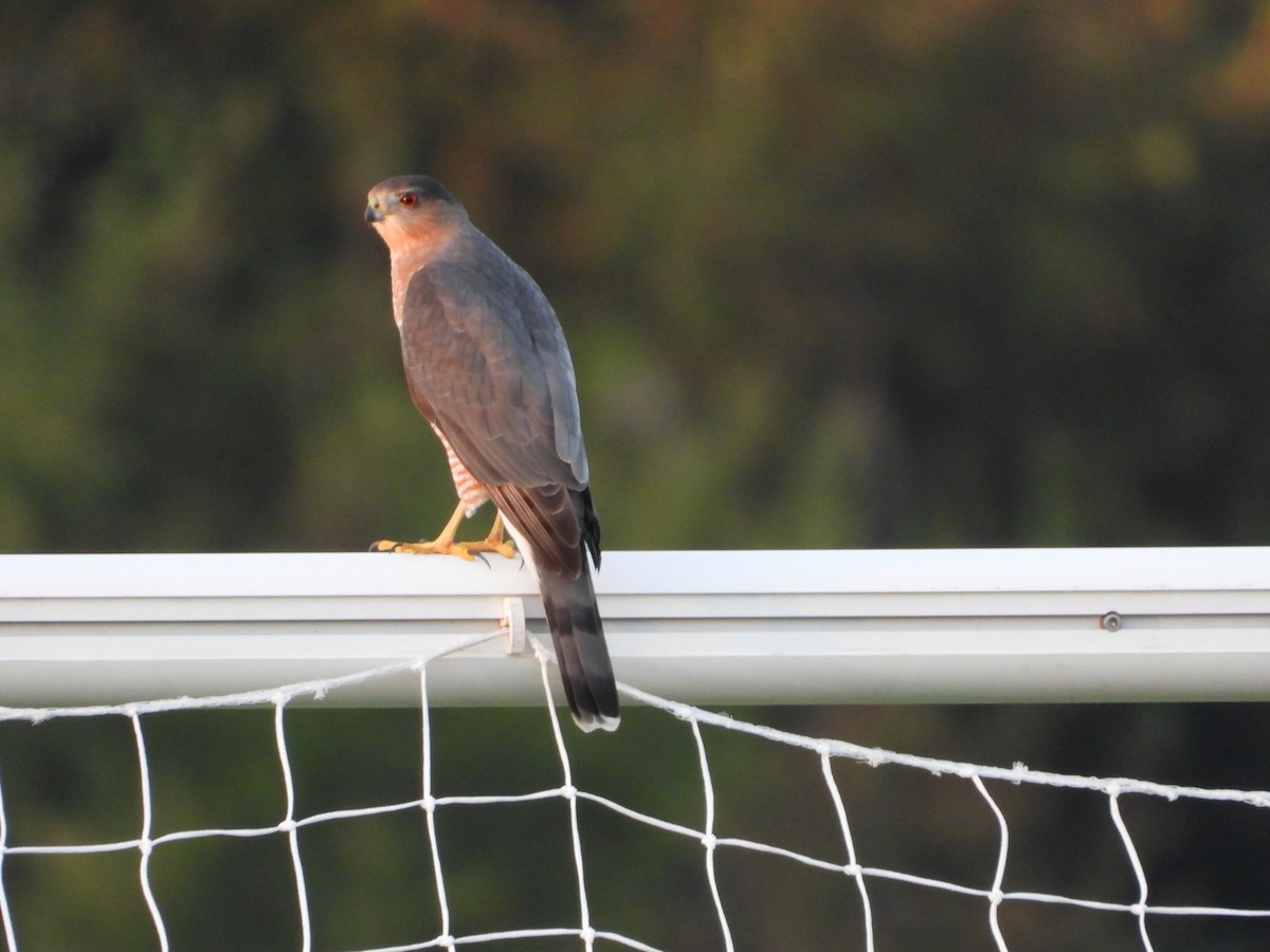 Cooper's Hawk - ML642157895
