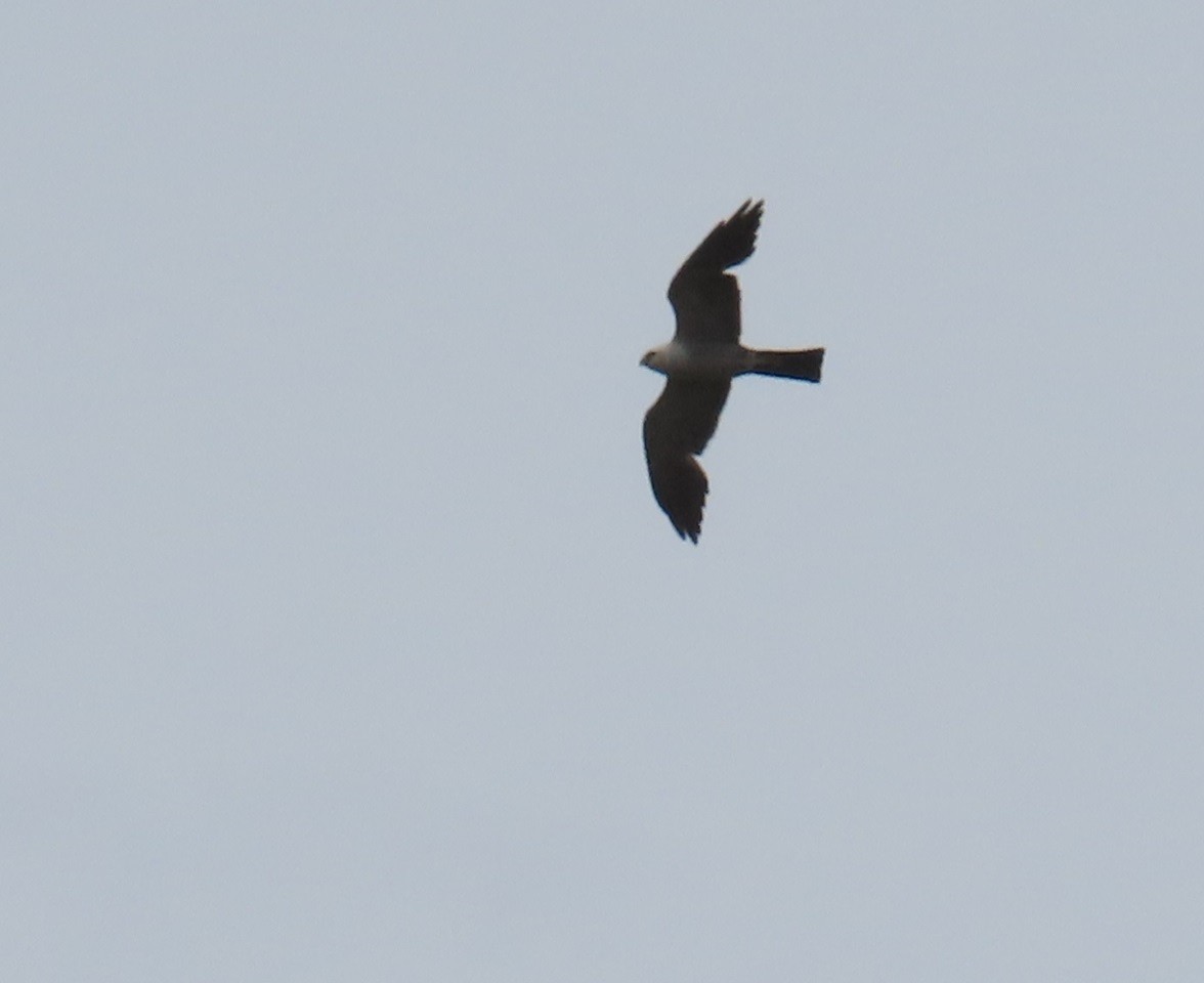 Mississippi Kite - ML642157935