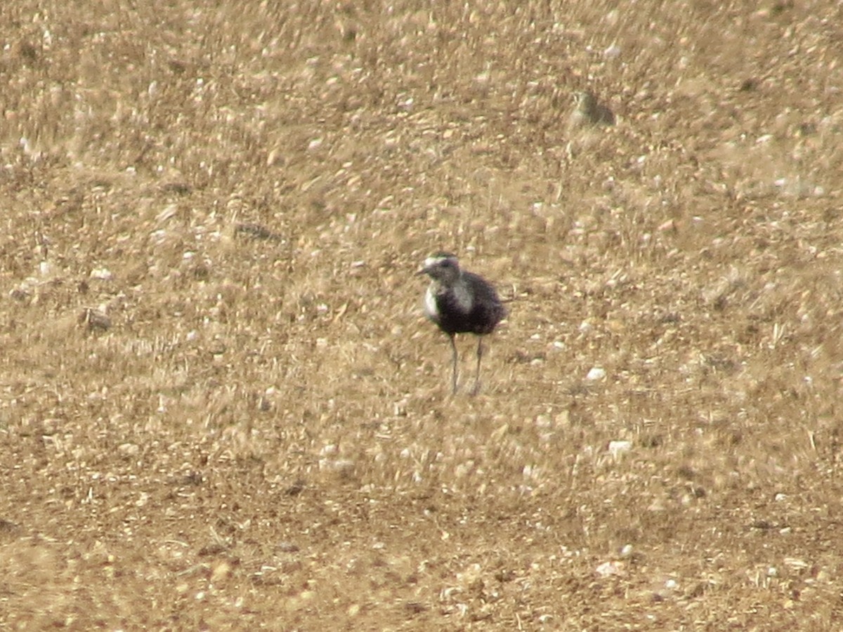 American Golden-Plover - ML642157946