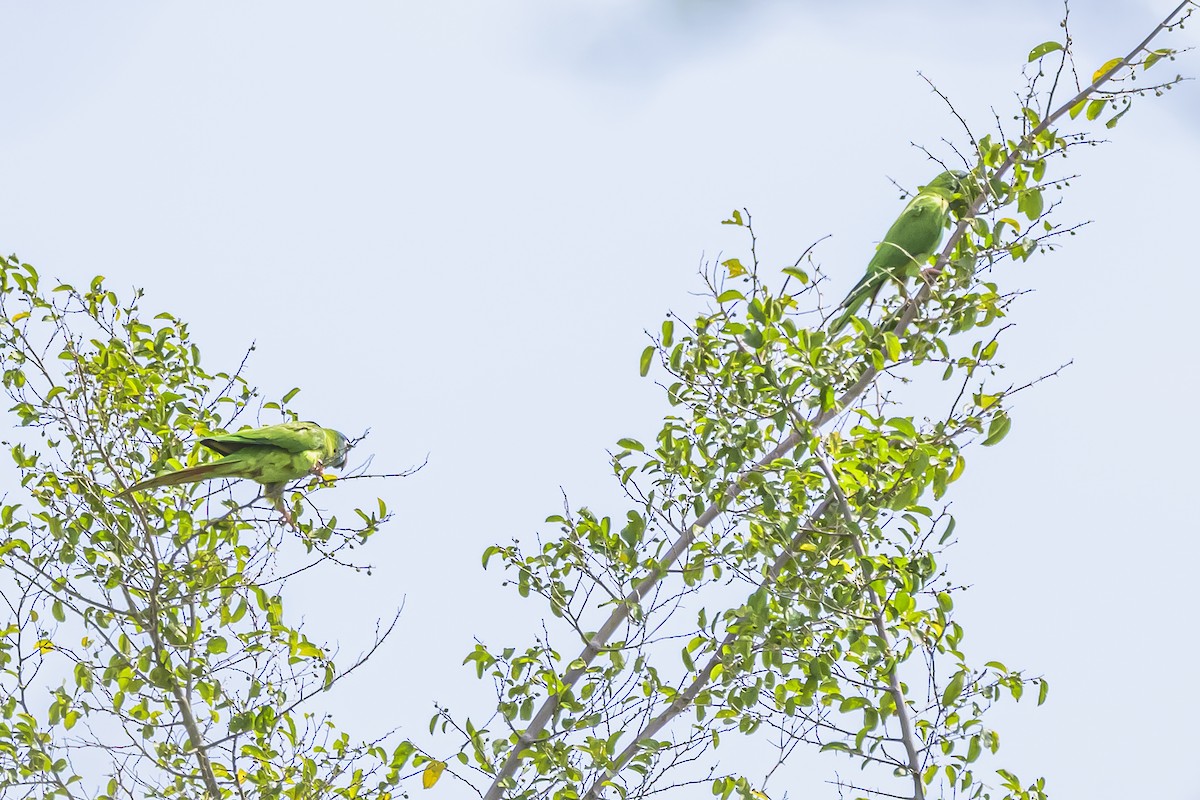 Conure à tête bleue - ML642157968