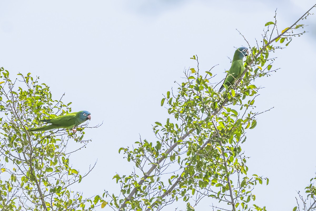 Conure à tête bleue - ML642157970